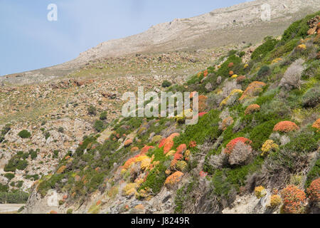 Hill on Crete, Greece, grown with spiny shrubs, such as Spiny Burnet and Greek spiny spurge Stock Photo