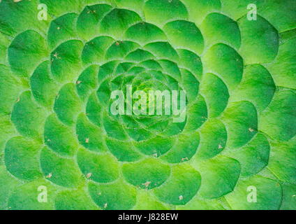 Symmetrical pattern of the center of a cactus plant which will make a beautiful wall art decoration Stock Photo