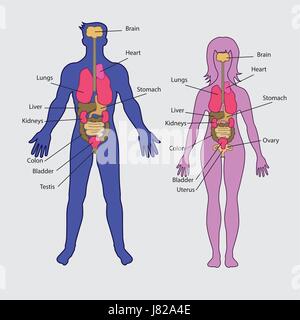 Basic human internal organs vector Stock Vector