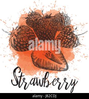 Vector illustration of a strawberry  Stock Vector