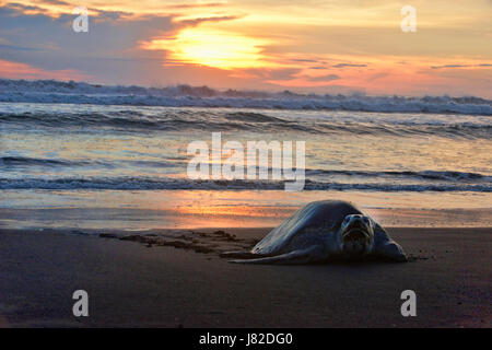 A turtle comes to shore to lay her eggs during an arribada at Playa Ostional in Costa Rica. The wildlife refuge is one of only several beaches in the  Stock Photo