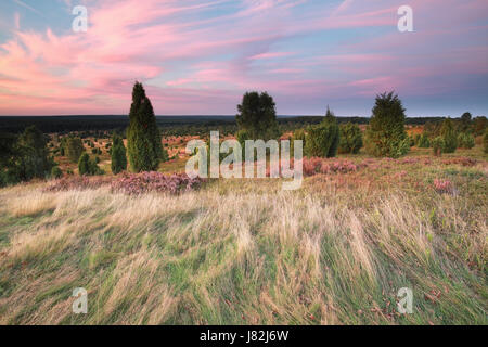 summer sunset over hills with heather and junipers Stock Photo