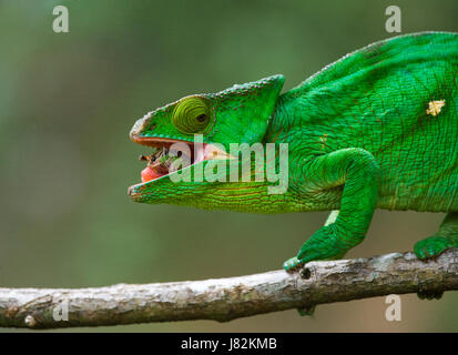 Chameleon is eating insect. Close-up. Madagascar. Stock Photo