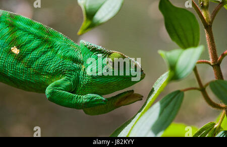Chameleon on a branch. Madagascar. Close-up. Stock Photo
