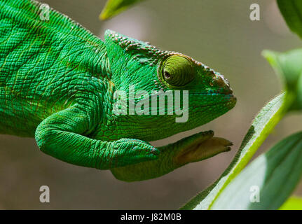 Chameleon sitting on a branch. Madagascar. Close-up. Stock Photo