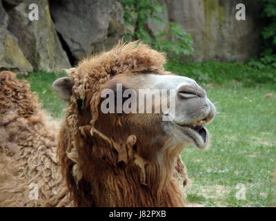 Double hump camel,(Camelus bactrianus) Stock Photo