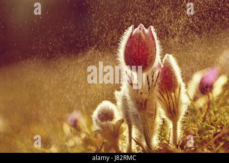 Spring flowers. Beautifully blossoming pasque flower and sun with a natural colored background. (Pulsatilla grandis) Stock Photo