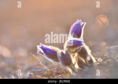 Spring flowers. Beautifully blossoming pasque flower and sun with a natural colored background. (Pulsatilla grandis) Stock Photo