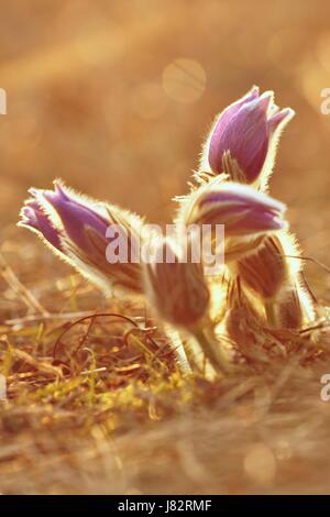 Spring flowers. Beautifully blossoming pasque flower and sun with a natural colored background. (Pulsatilla grandis) Stock Photo