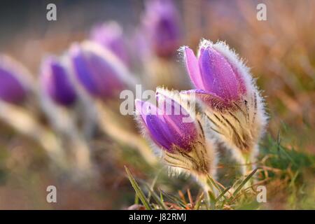 Spring flowers. Beautifully blossoming pasque flower and sun with a natural colored background. (Pulsatilla grandis) Stock Photo