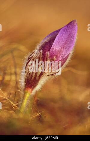 Spring flowers. Beautifully blossoming pasque flower and sun with a natural colored background. (Pulsatilla grandis) Stock Photo