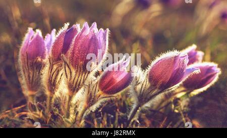 Spring flowers. Beautifully blossoming pasque flower and sun with a natural colored background. (Pulsatilla grandis) Stock Photo