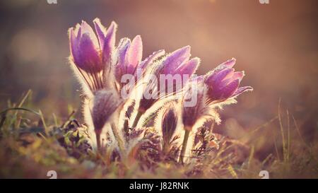 Spring flowers. Beautifully blossoming pasque flower and sun with a natural colored background. (Pulsatilla grandis) Stock Photo