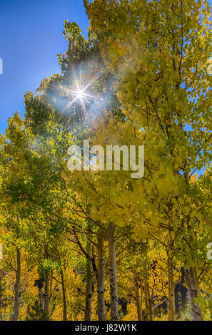 Sun shining through fall leaves Stock Photo