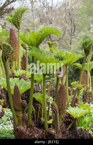 Gunnera manicata in spring Stock Photo