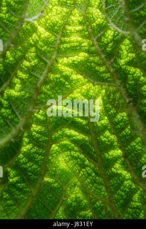 Gunnera manicata leaf close up Stock Photo