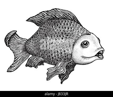 fish illustration drawing photo picture image copy deduction carp sketch ink Stock Photo