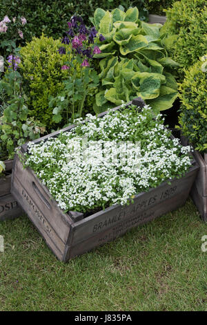 Lobularia maritima. Sweet alyssum / Sweet alison flowers on a wooden crate at a spring flower show. UK Stock Photo