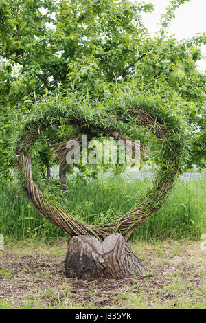 Living willow tree heart sculpture at Daylesford Organic farm summer festival. Daylesford, Cotswolds, Gloucestershire, England Stock Photo