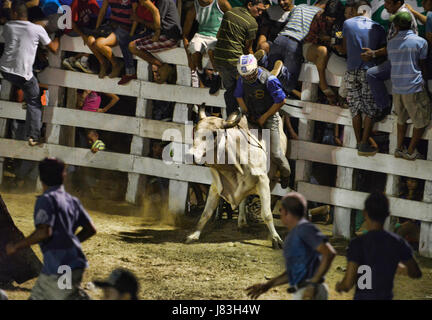 A bull rider balances on the back of a bull in the ring of the Nicoya bull riding festival in Nicoya, Costa Rica. Stock Photo