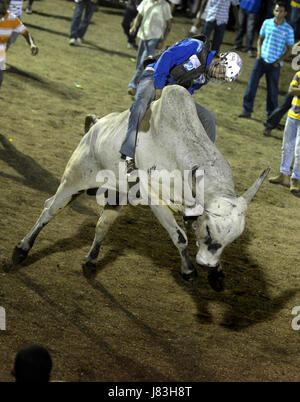 A bull rider balances on the back of a bucking bull in the ring of the Nicoya bull riding festival in Nicoya, Costa Rica. Stock Photo