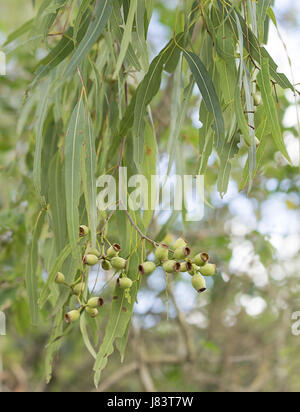 Iconic Australian eucalyptus tree koala food with green gum leaves and gumnuts for an Australiana background Stock Photo