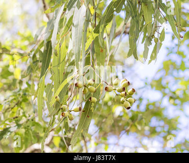 Green foliage and gumnuts of Australian eucalyptus tree growing in bush Stock Photo