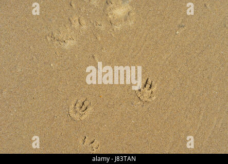 Sand texture background with puppy dog paw prints Stock Photo