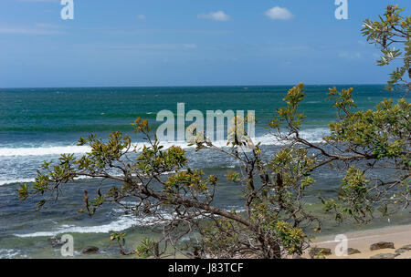 Australian Banksia integrifolia or coast banksia with windy day, rough ocean background Stock Photo