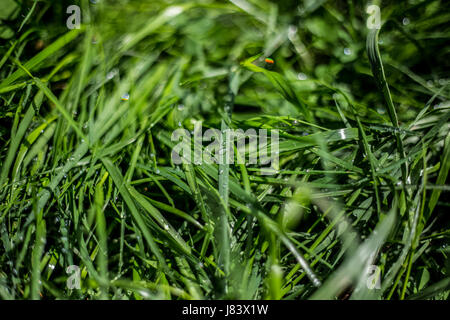 After rain on the green grass collected droplets of water, giving glare in the sun after rain Stock Photo