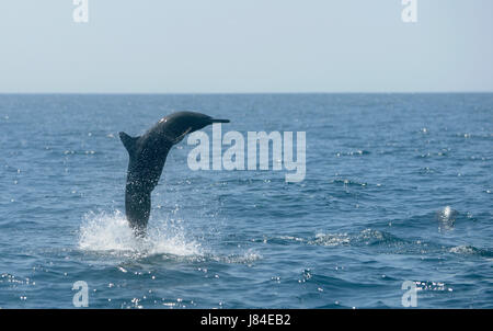 A spinner dolphin (Stenella longirostris) leaps from the ocean off of Costa Rica's Osa Peninsula. Stock Photo