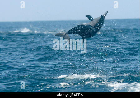 A spinner dolphin (Stenella longirostris) leaps from the ocean off of Costa Rica's Osa Peninsula. Stock Photo