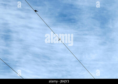 Two swallows perched on a wire against cloudy skies. Stock Photo