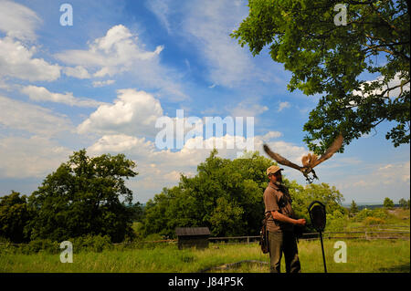 falconer with flying hawk,falconry resin Stock Photo