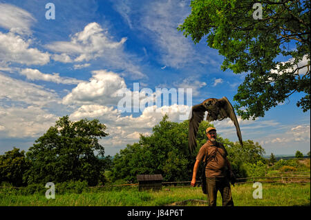 falconer with flying hawk,falconry resin Stock Photo