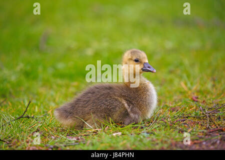Greylag goose (Anser anser), chick sitting in meadow, Schleswig-Holstein, Germany Stock Photo