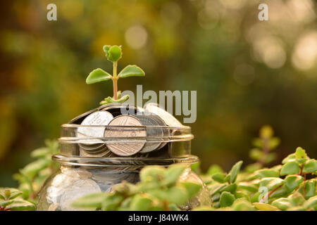 Coins put in glass and stack coins for business and tax season. Stock Photo