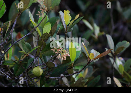 Flowers  of ‘Sundari’ (Heritiera fomes) in Sundarbans, the world largest mangrove forest and UNESCO World Heritage site in Bangladesh. Stock Photo