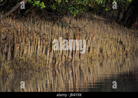 Breathing roots of mangrove tree inside the Sundarbans. Bangladesh Stock Photo