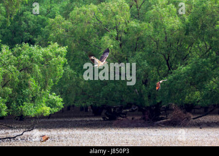 Brahminy kite (Haliastur indus) in the world largest mangrove forest Sundarbans, famous for the Royal Bengal Tiger and UNESCO World Heritage site in B Stock Photo