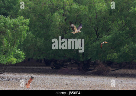 Brahminy kite (Haliastur indus) in the world largest mangrove forest Sundarbans, famous for the Royal Bengal Tiger and UNESCO World Heritage site in B Stock Photo