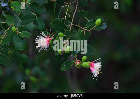 Ora flowers (Sonneratia caseolaris), also known as mangrove apple or crabapple mangrove in Sundarbans, a UNESCO World Heritage and world largest mangr Stock Photo