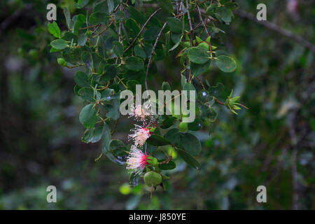 Ora flowers (Sonneratia caseolaris), also known as mangrove apple or crabapple mangrove in Sundarbans, a UNESCO World Heritage and world largest mangr Stock Photo