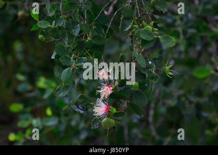 Ora flowers (Sonneratia caseolaris), also known as mangrove apple or crabapple mangrove in Sundarbans, a UNESCO World Heritage and world largest mangr Stock Photo