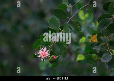 Ora flowers (Sonneratia caseolaris), also known as mangrove apple or crabapple mangrove in Sundarbans, a UNESCO World Heritage and world largest mangr Stock Photo