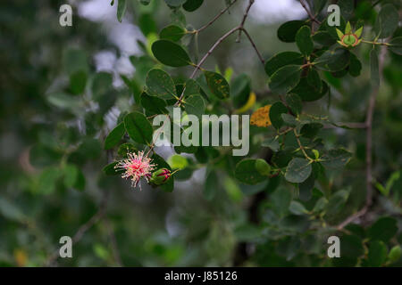 Ora flowers (Sonneratia caseolaris), also known as mangrove apple or crabapple mangrove in Sundarbans, a UNESCO World Heritage and world largest mangr Stock Photo