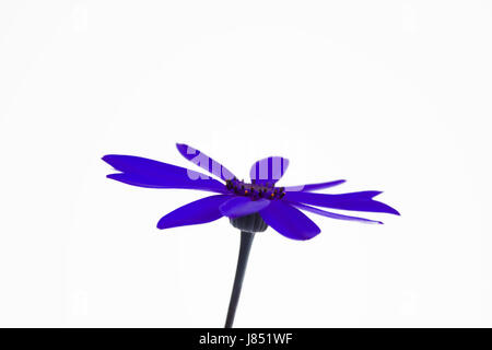 isolated flower plant purple petal stalk stem blue macro close-up macro Stock Photo