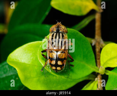 Native Drone Fly (Eristalinus punctulatus Stock Photo - Alamy