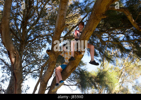 Two young boys climbing a tree, Australia Stock Photo