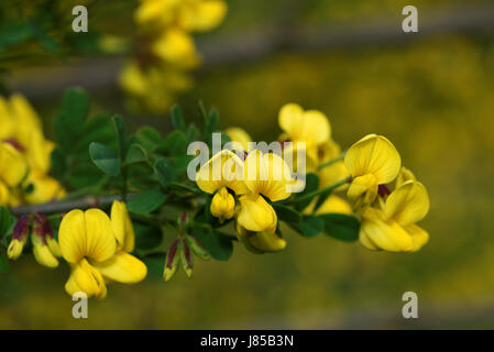 Siberian pea bush (Caragana arborescens) 'Lorbergii Stock Photo - Alamy